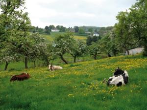 NABU-Streuobstwiese am Dächelsberg in Oberbachem/Wachtberg